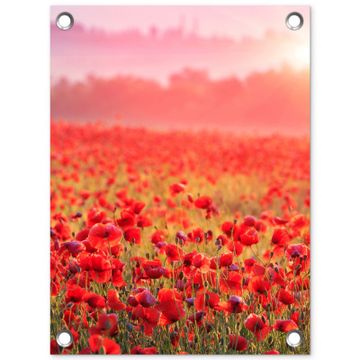 Tuinposter - Rode klaprozen in de ochtendzon