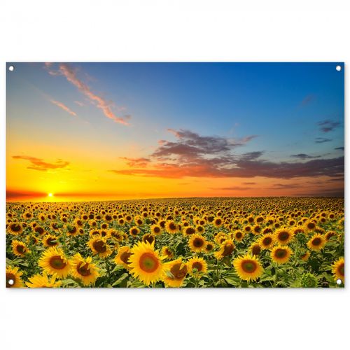 Tuinposter - Uitgestrekt zonnebloemveld bij zonsondergang