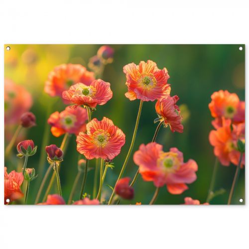 Tuinposter - Bloemenveld - Zonnestralen - Oranje