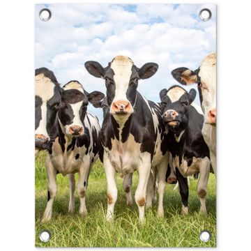 Tuinposter - Nieuwsgierige koeien in de wei