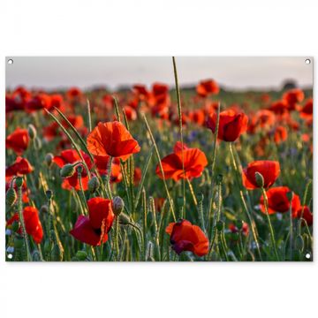 Tuinposter - Klaprozenveld bij zonsondergang