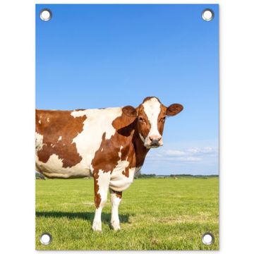Tuinposter - Koeien in de Weide