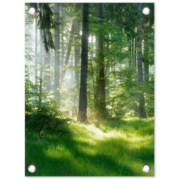 Tuinposter - Zonnestralen in een groen bos