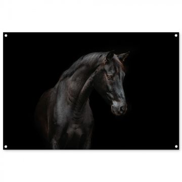 Tuinposter - Elegant zwart paard in het donker
