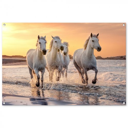 Witte paarden galopperen langs de kust