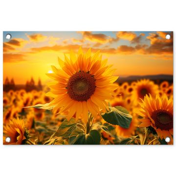 Zonnebloem in de avondzon