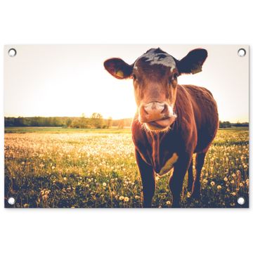 Koe bij zonsondergang op een veld vol paardenbloemen