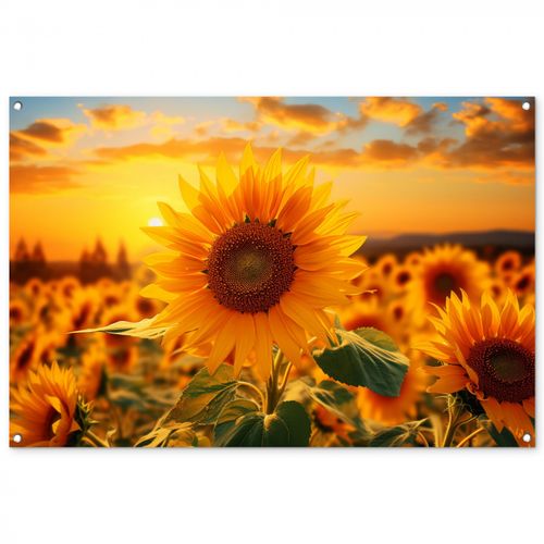 Zonnebloem in de avondzon