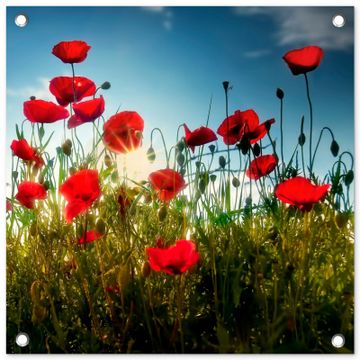 Tuinposter - Klaprozen in tegenlicht
