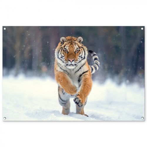 Tijger rennend door de sneeuw
