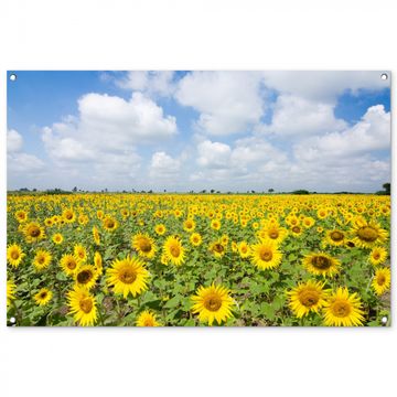 Tuinposter - Uitgestrekt veld zonnebloemen onder een blauwe hemel