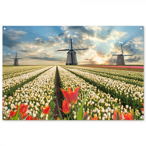 Tuinposter - Windmolens en tulpenvelden bij zonsopgang