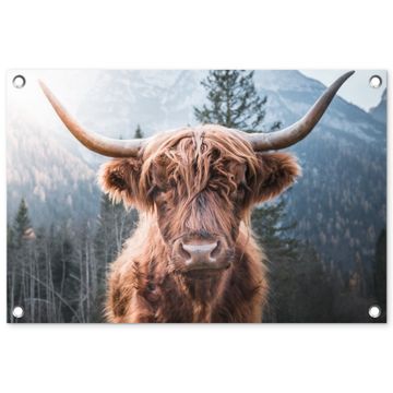 Hooglander van Dichtbij