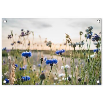 Korenbloemen in het avondlicht
