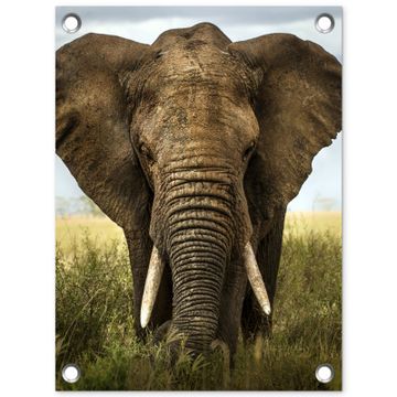 Tuinposter - Olifant in de savanne