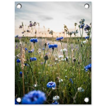 Korenbloemen in het avondlicht
