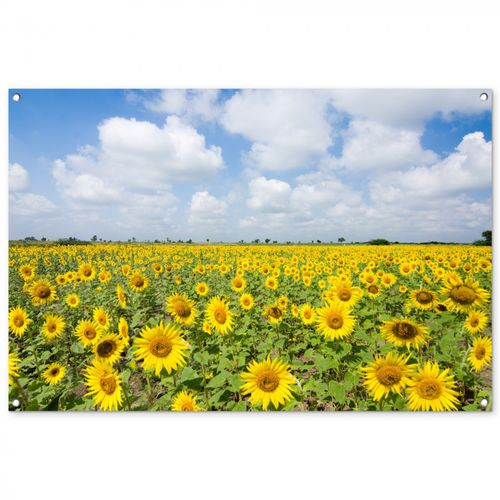 Tuinposter - Uitgestrekt veld zonnebloemen onder een blauwe hemel