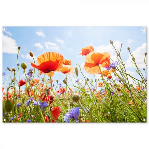 Klaprozen en korenbloemen in zomers licht