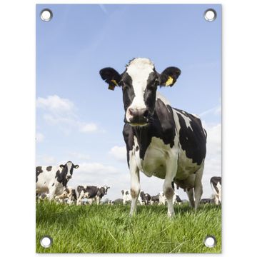 Tuinposter - Koeien in de weide onder een heldere lucht
