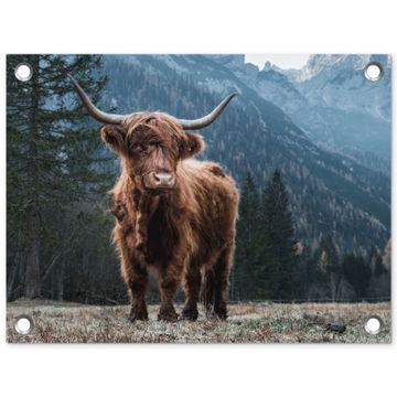 Hooglander in de Bergen
