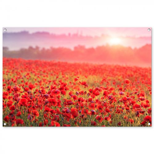 Tuinposter - Rode klaprozen in de ochtendzon