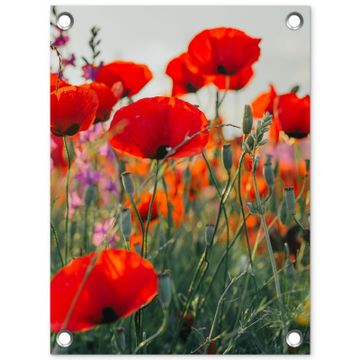 Tuinposter - Rode klaprozen in de avondzon