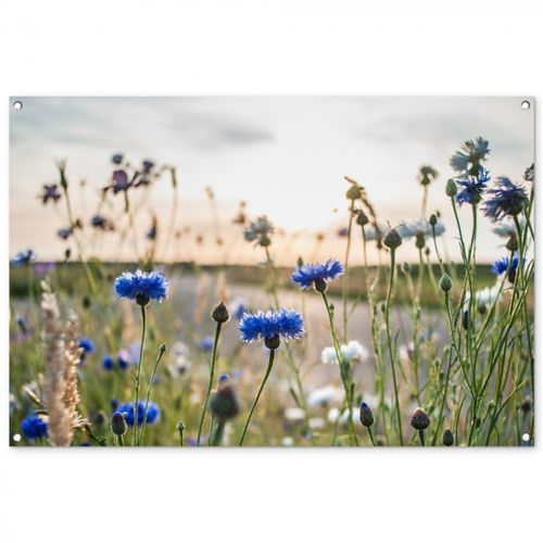 Korenbloemen in het avondlicht