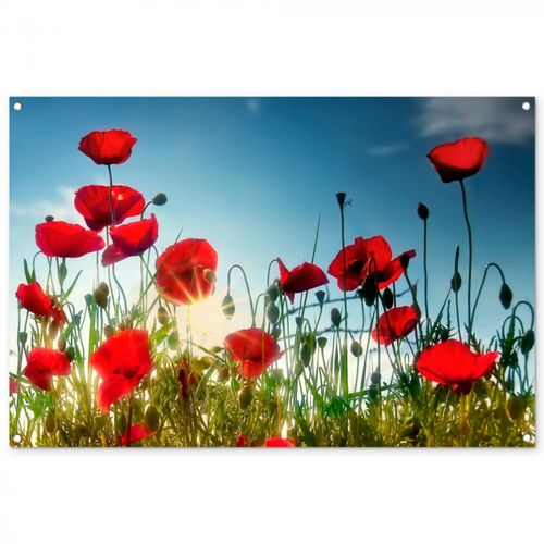 Tuinposter - Klaprozen in tegenlicht