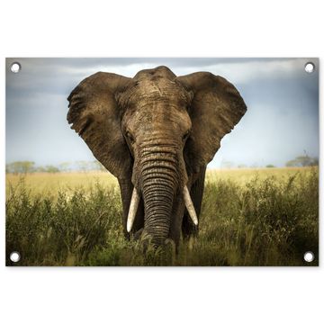 Tuinposter - Olifant in de savanne