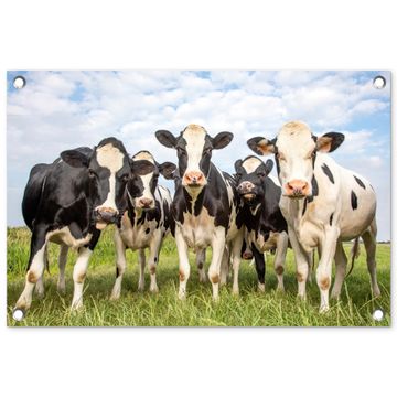 Nieuwsgierige koeien in de wei