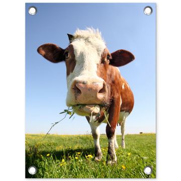 Tuinposter - Koe in de Weide