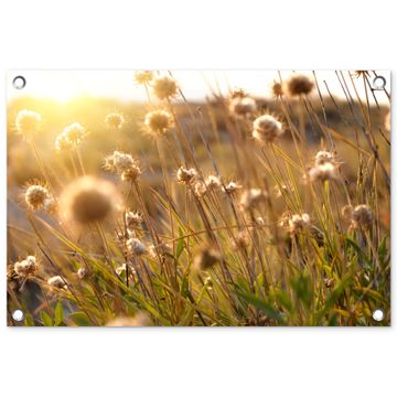 Verlichte zaadhoofden in de avondzon