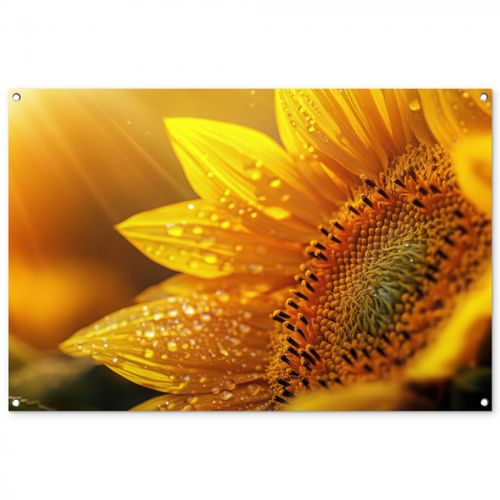 Zonnebloem - Dauwdruppels - Geel - Zonlicht