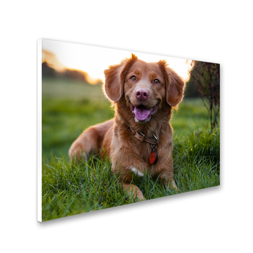 Foto op forex voor buiten