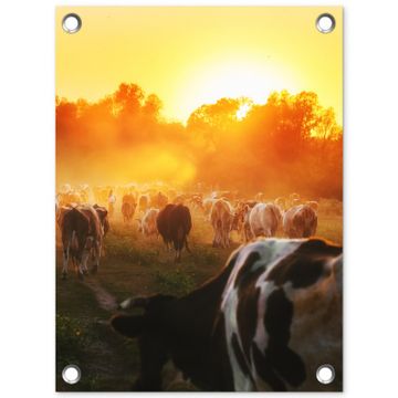 Tuinposter - Koeien bij Zonsondergang