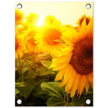 Tuinposter - Zonnebloemen in het zonlicht