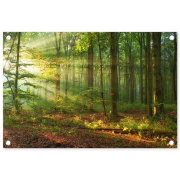 Ochtendlicht in het bos