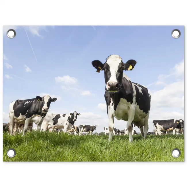 Koeien in de weide onder een heldere lucht tuinposter los doek klein -3d