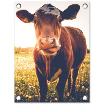 Tuinposter - Koe bij zonsondergang op een veld vol paardenbloemen