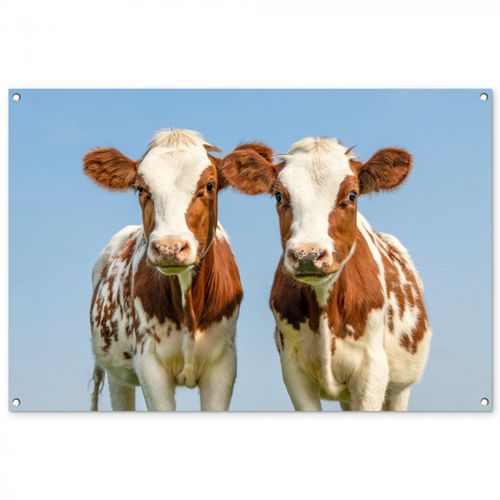Tuinposter - Twee kalveren in de weide