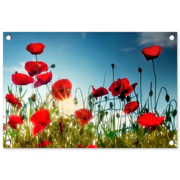 Tuinposter - Klaprozen in tegenlicht