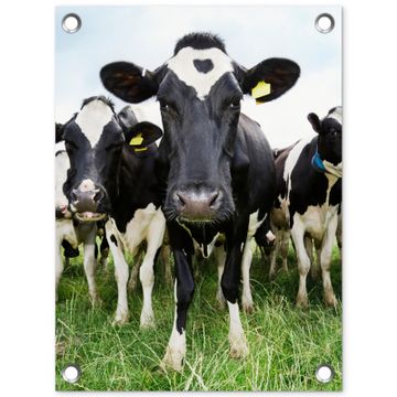 Tuinposter - Nieuwsgierige koeien
