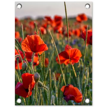 Tuinposter - Klaprozenveld bij zonsondergang