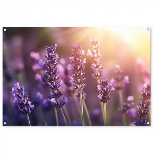 Lavendelbloemen - Paars - Zonlicht