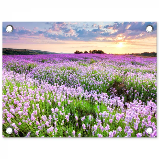 Lavendelvelden bij zonsondergang tuinposter los doek klein -3d