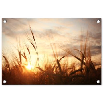 Gouden Graanveld bij Zonsopgang