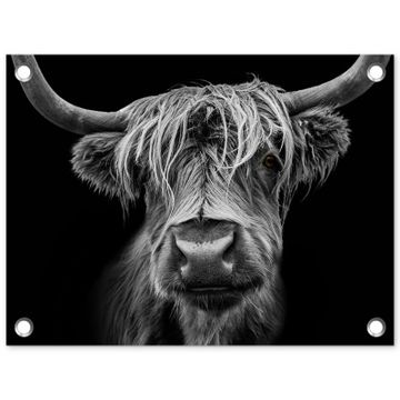 Hooglander in Zwart-Wit