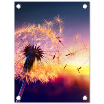 Tuinposter - Paardenbloem in de Avondschemering
