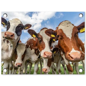 Tuinposter - Bruin-witte koeien in de wei