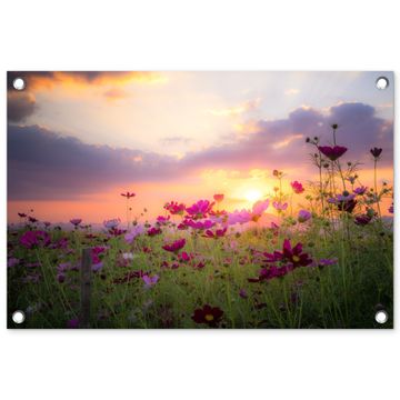 Bloemenveld bij zonsondergang